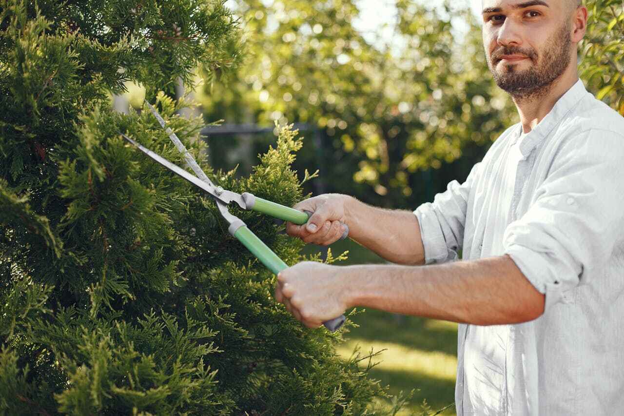 Best Tree Removal Near Me  in San Antonio, FL